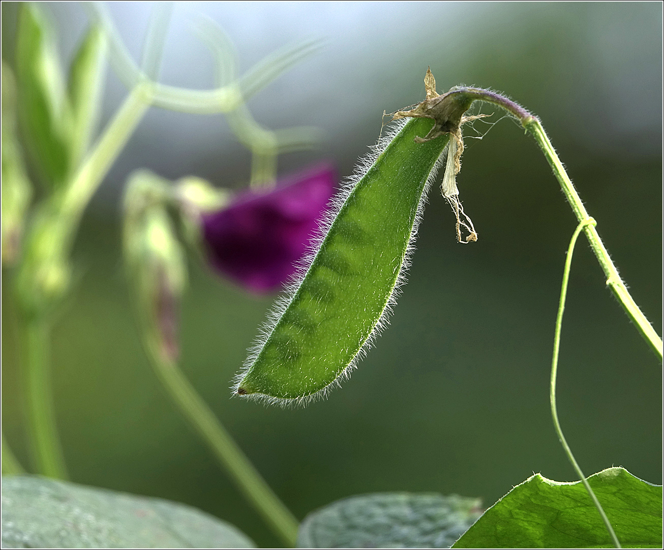 Изображение особи Lathyrus odoratus.