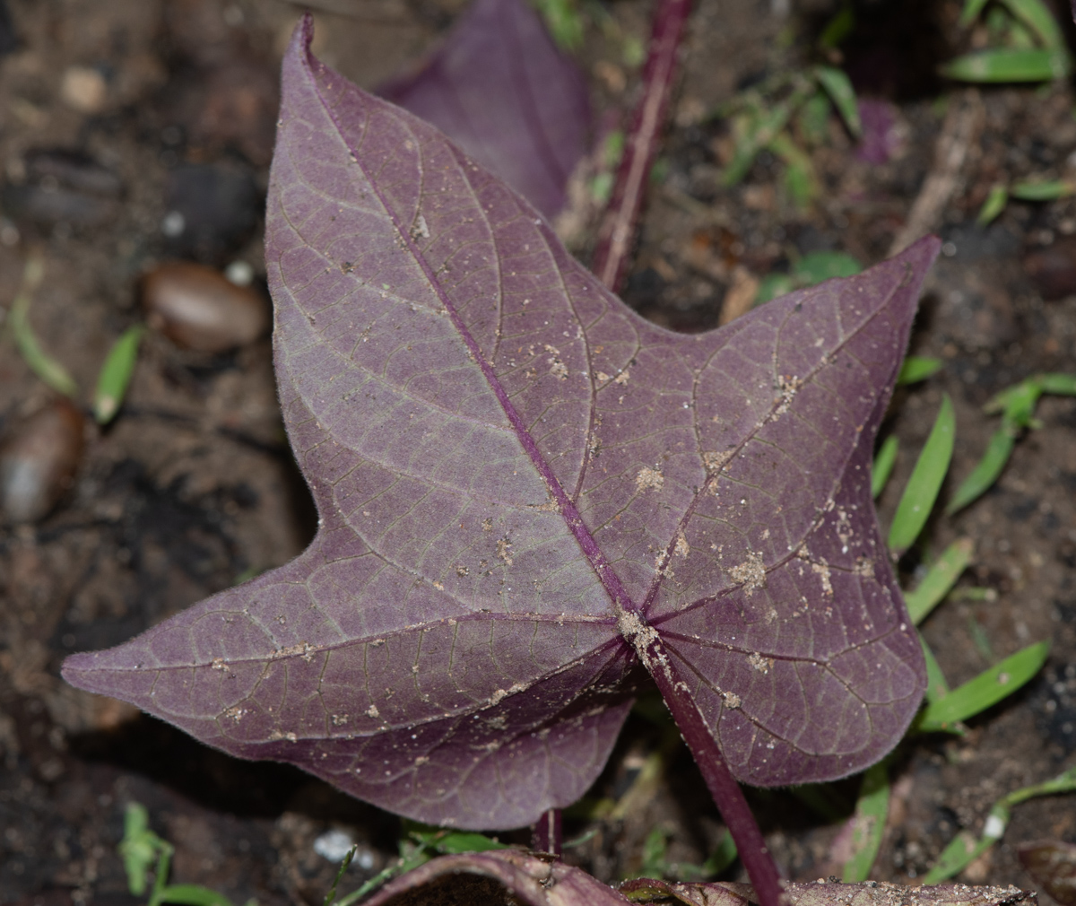 Изображение особи Ipomoea batatas.