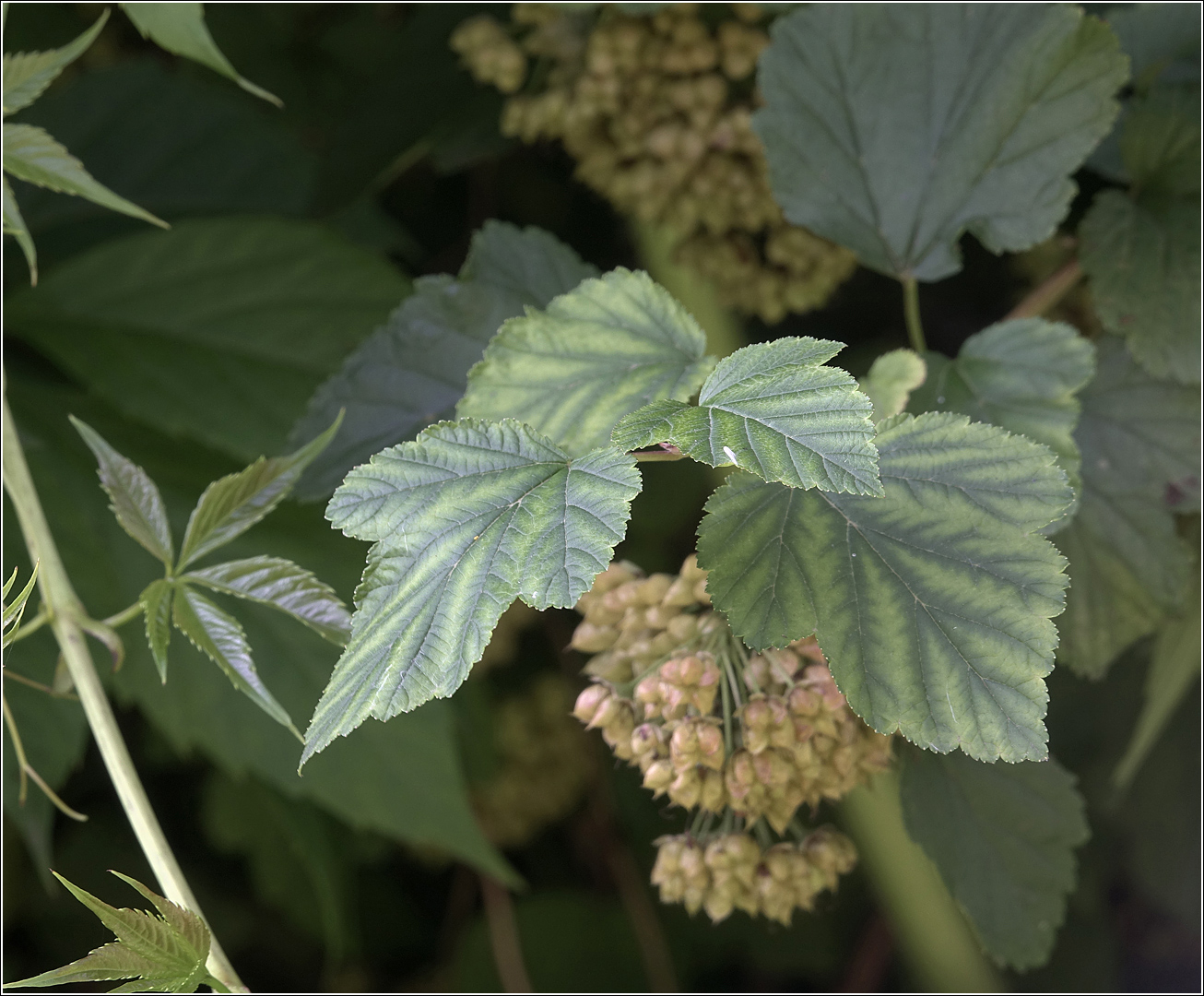 Image of Physocarpus opulifolius specimen.