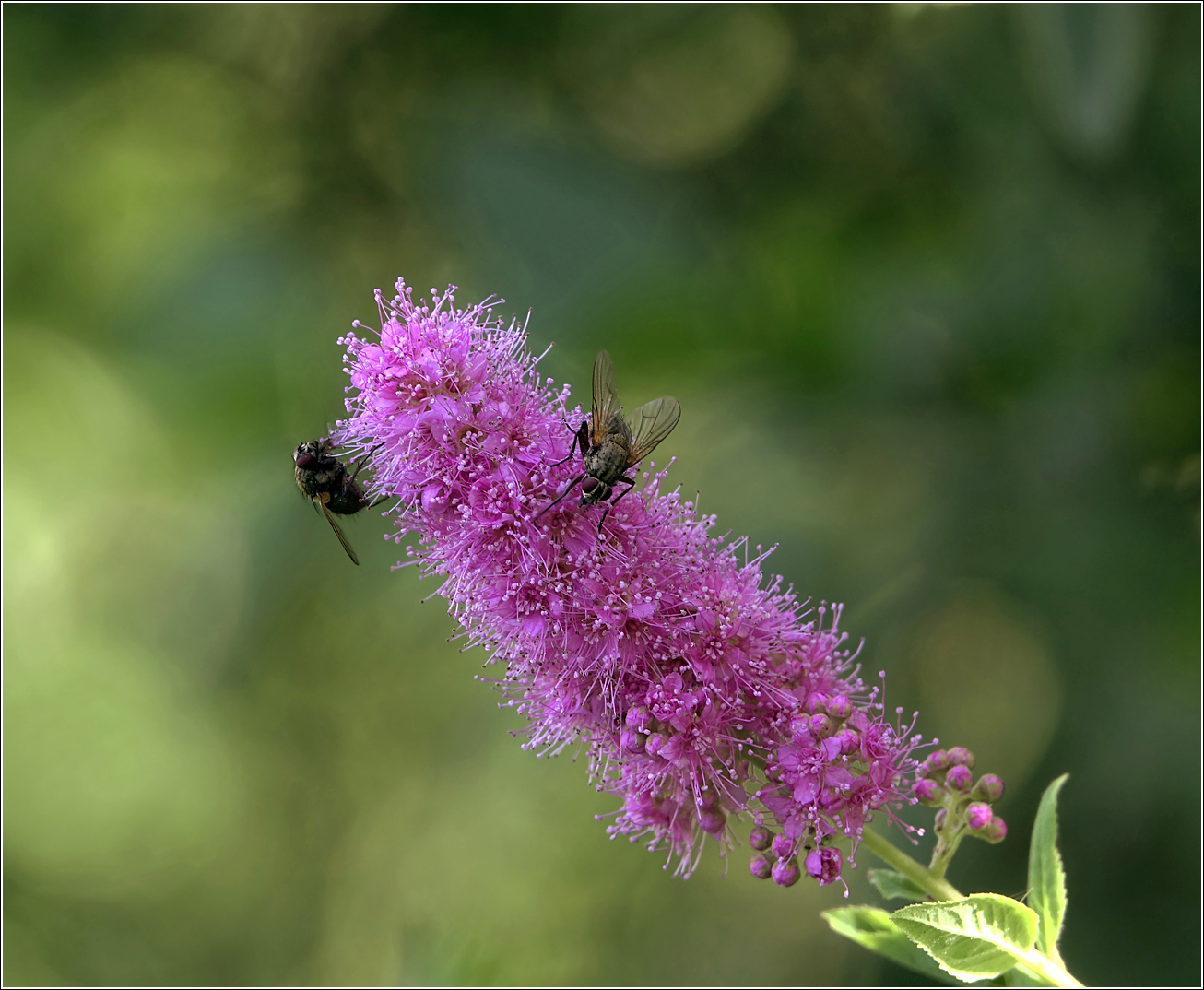 Image of Spiraea &times; billardii specimen.