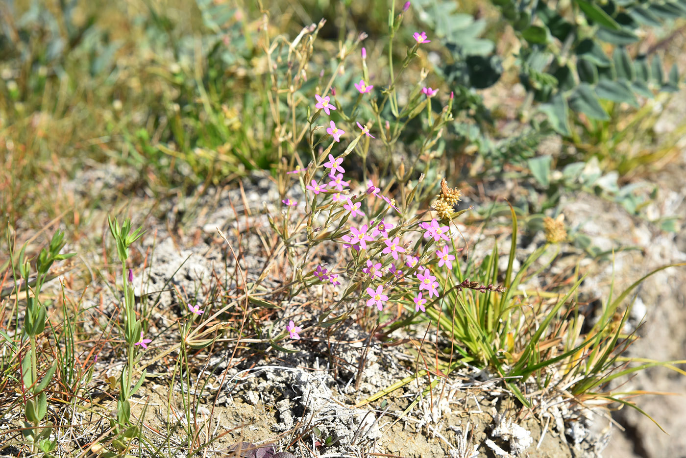 Image of Centaurium pulchellum specimen.