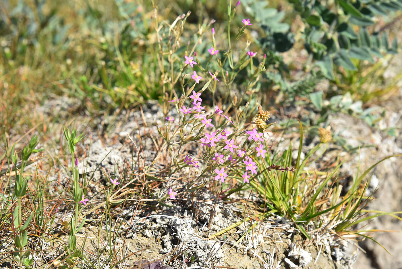 Изображение особи Centaurium pulchellum.