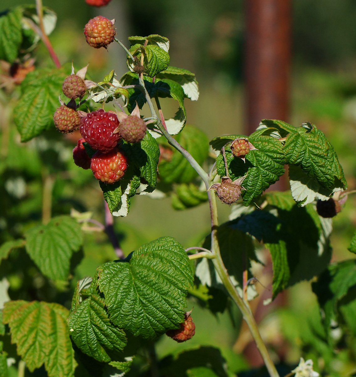 Image of Rubus idaeus specimen.