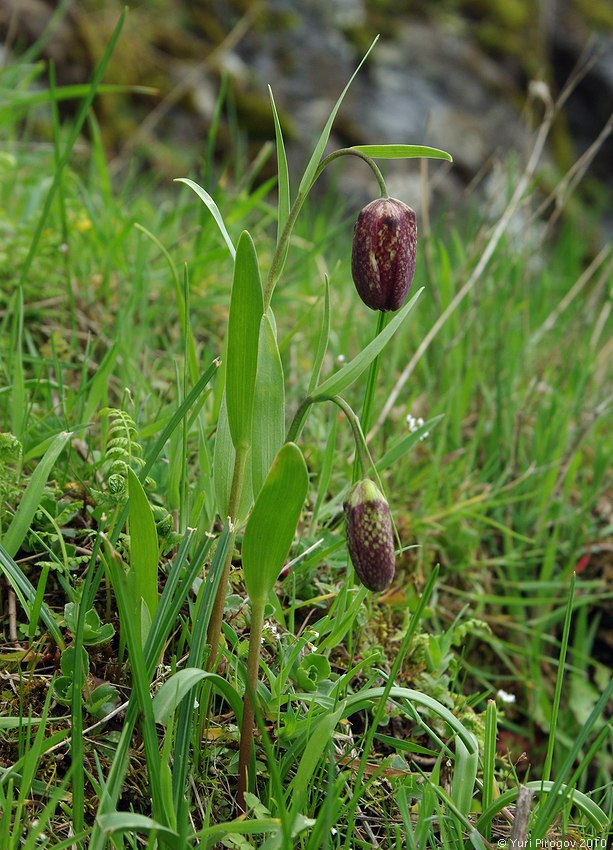 Image of Fritillaria grandiflora specimen.