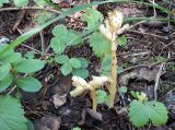 Hypopitys monotropa