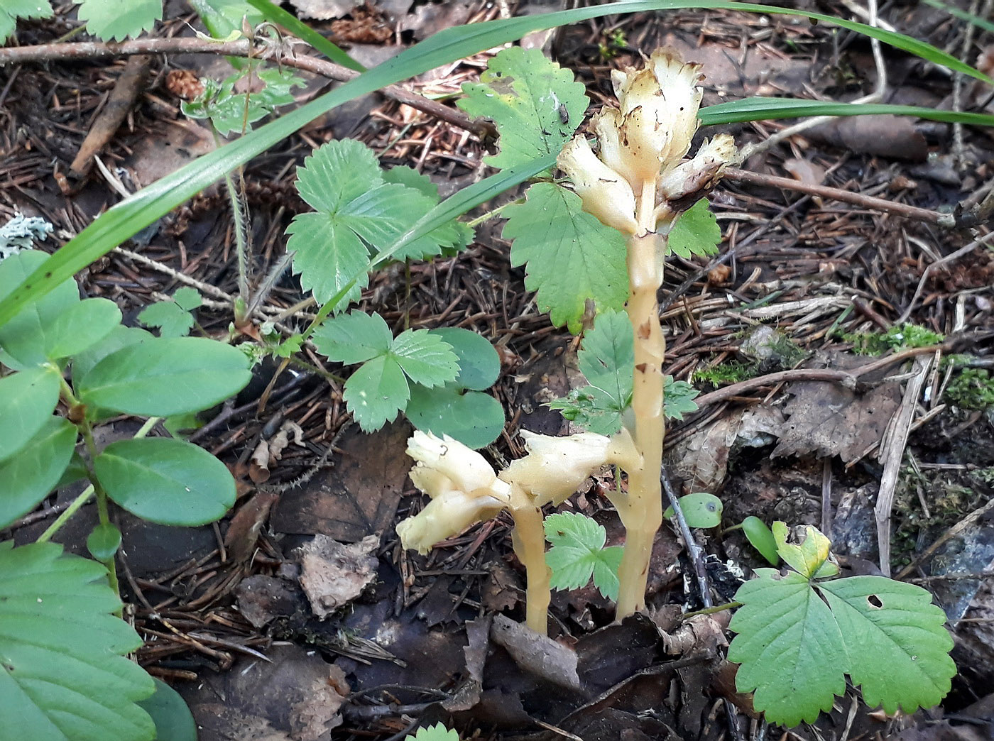 Image of Hypopitys monotropa specimen.