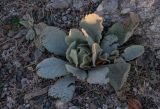 Verbascum thapsus. Вегетирующее растение. Крым, гора Южная Демерджи, степной склон. 30.10.2021.