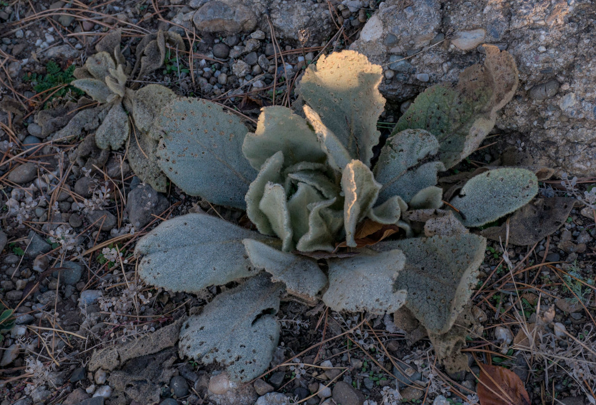 Изображение особи Verbascum thapsus.