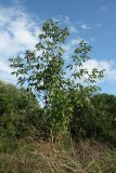 Acer negundo