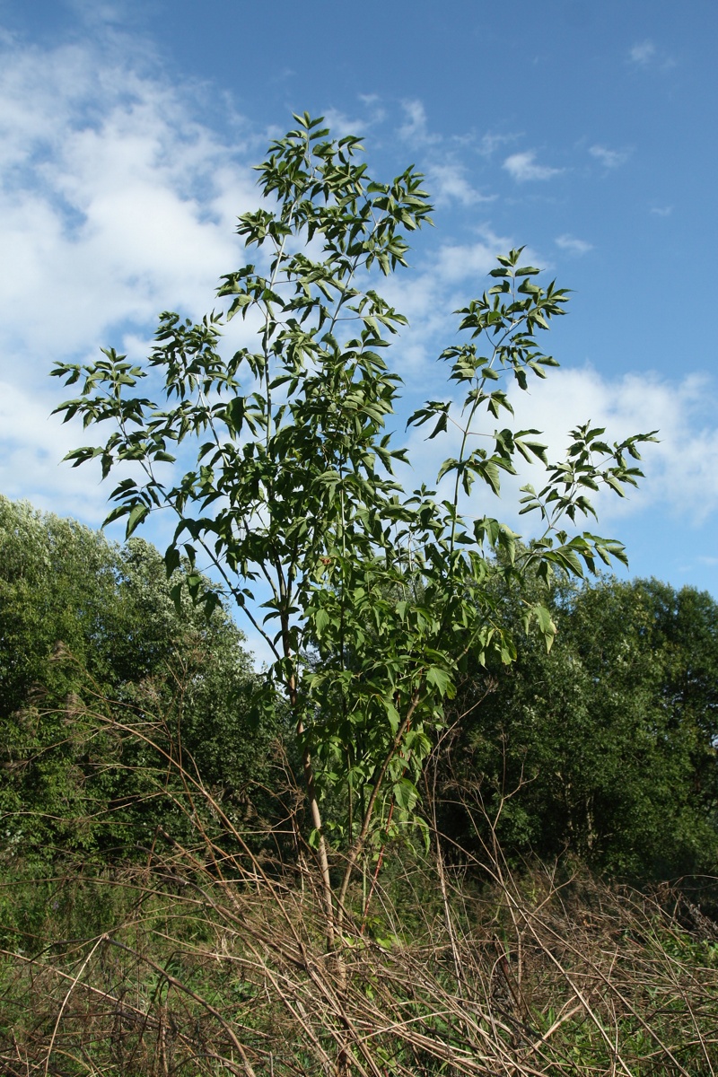 Image of Acer negundo specimen.
