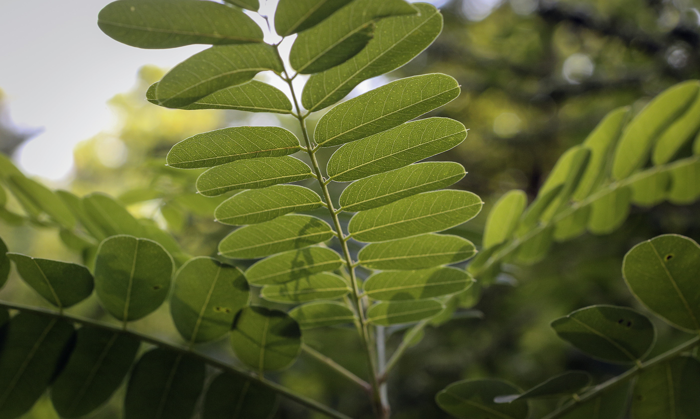 Изображение особи Amorpha fruticosa.