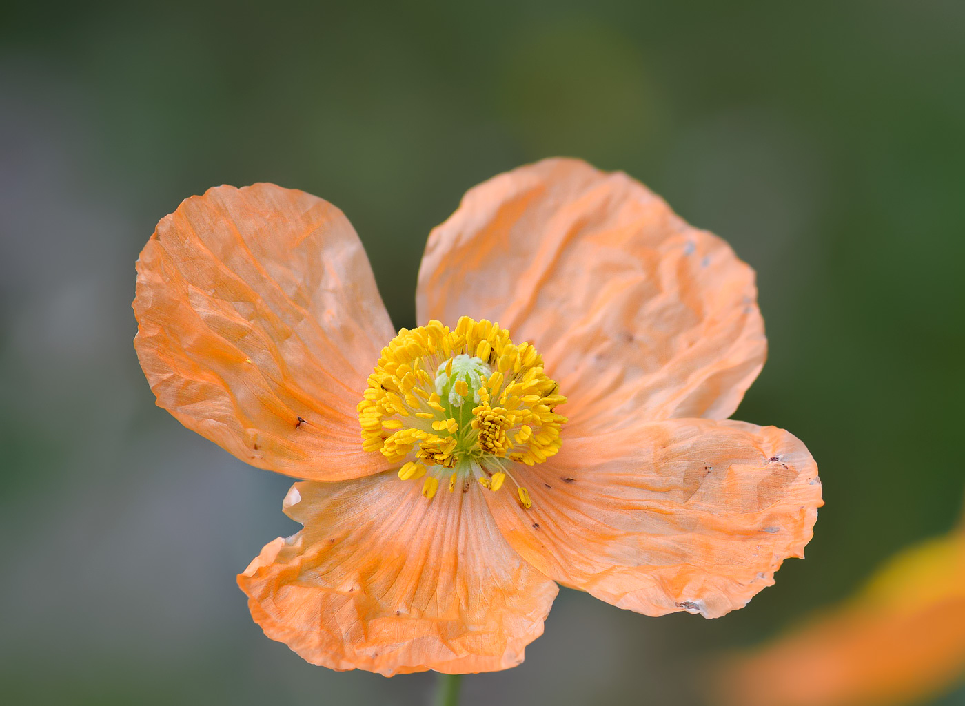 Изображение особи Papaver oreophilum.