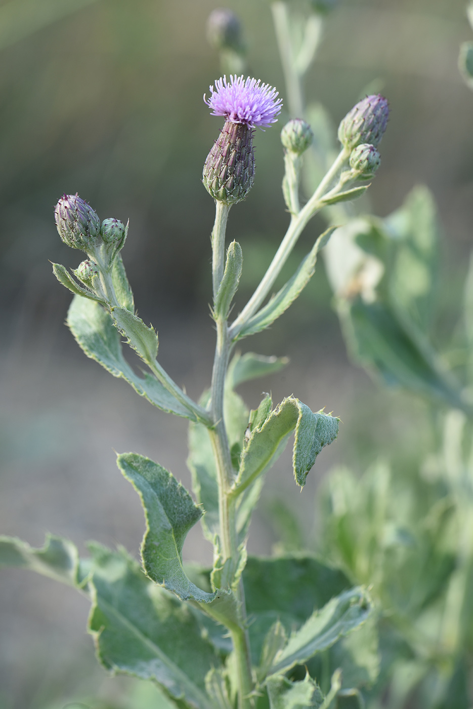 Image of Cirsium incanum specimen.