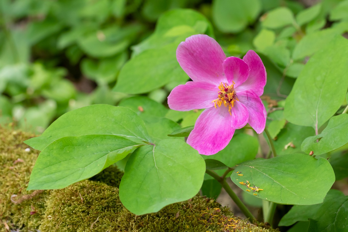 Изображение особи Paeonia caucasica.