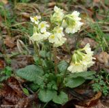 Primula cordifolia. Цветущее растение. Дагестан, Гунибский район, Гунибское плато. 23.04.2010.