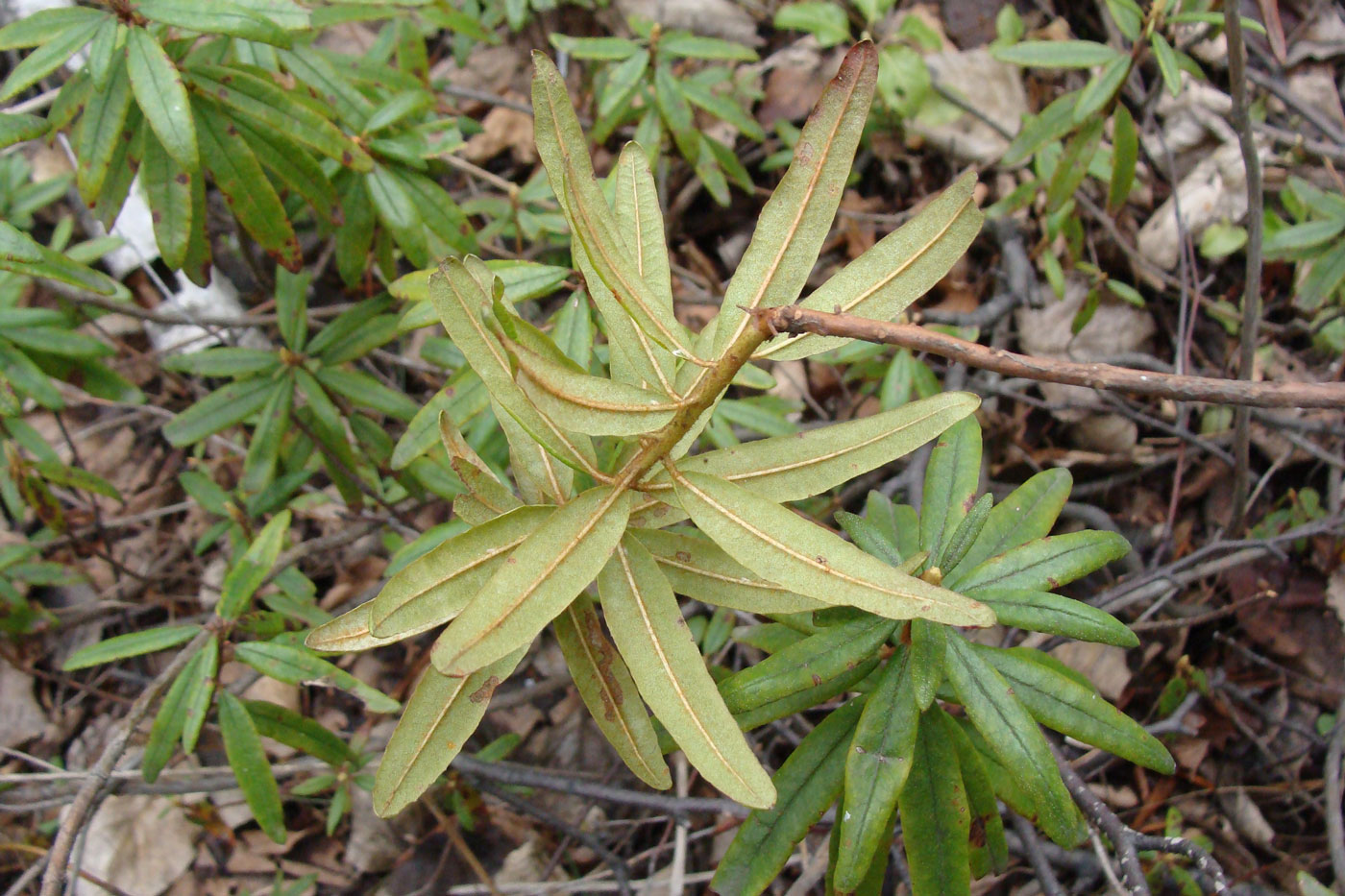 Image of Ledum maximum specimen.