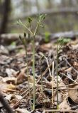 Caulophyllum robustum