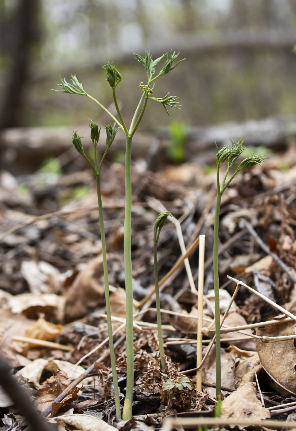 Изображение особи Caulophyllum robustum.