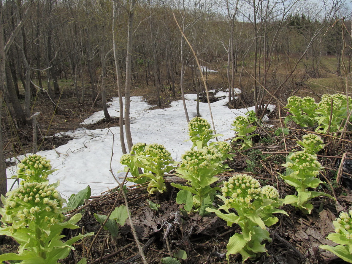 Image of Petasites amplus specimen.