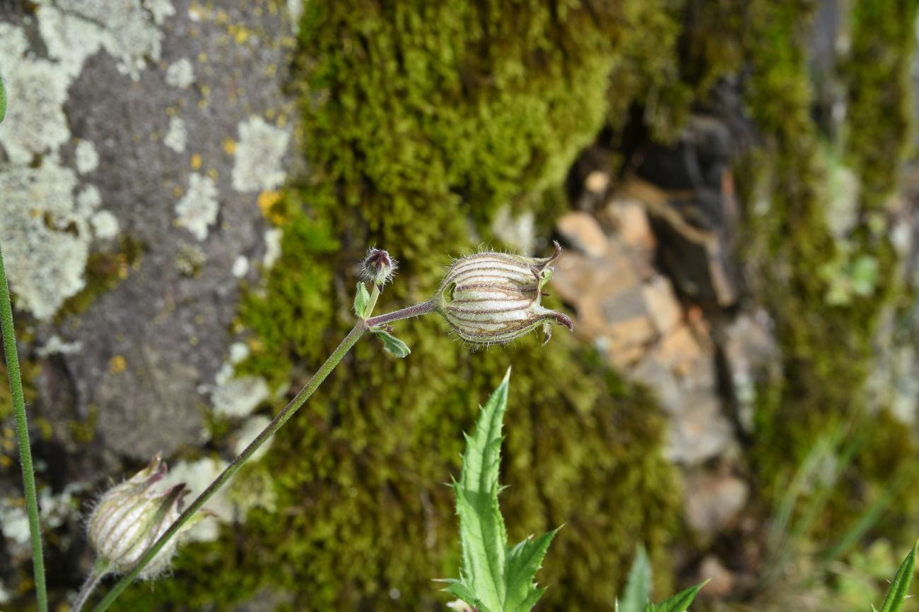 Image of Melandrium latifolium specimen.