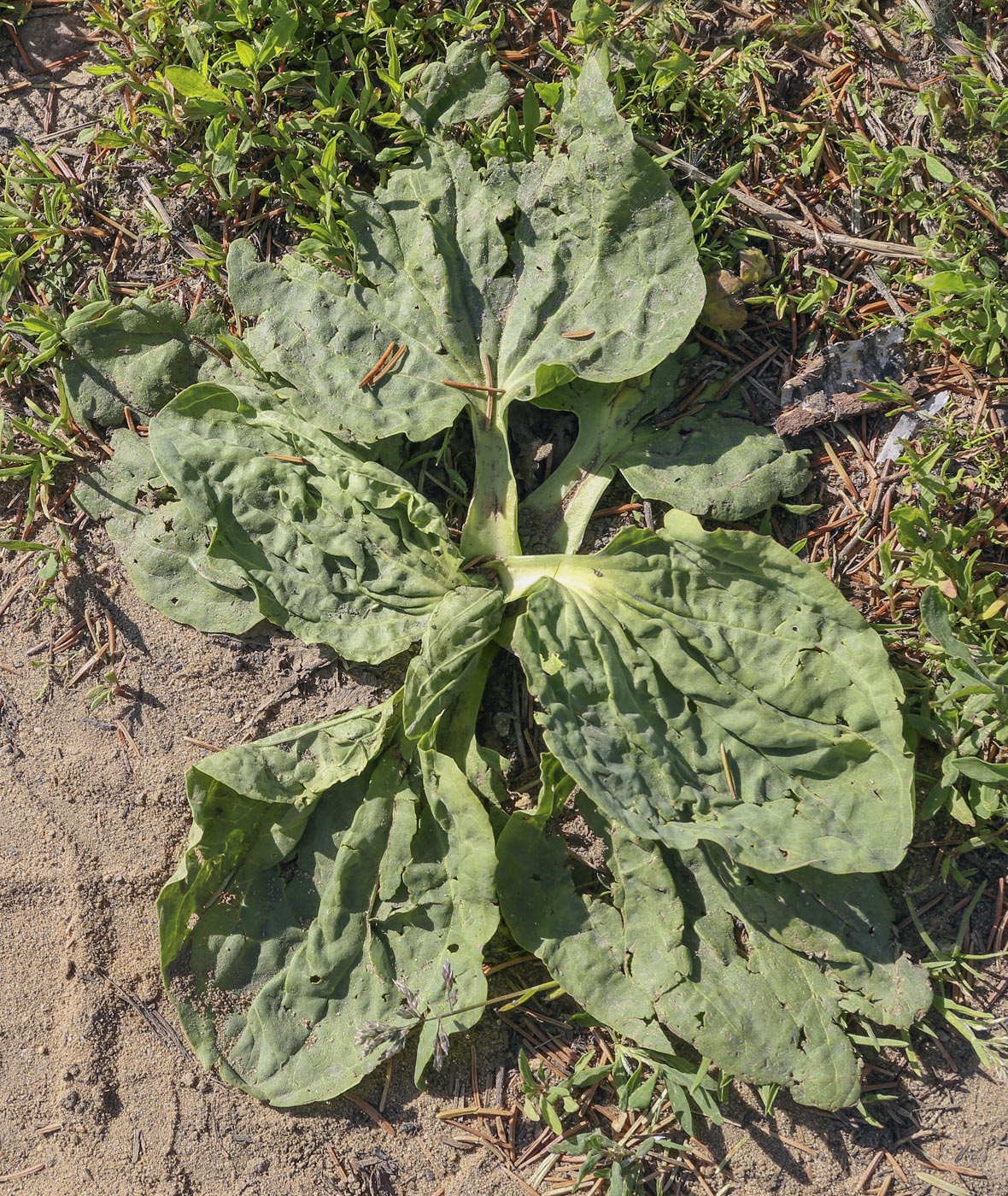 Image of Plantago major specimen.