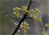 Pyrus communis