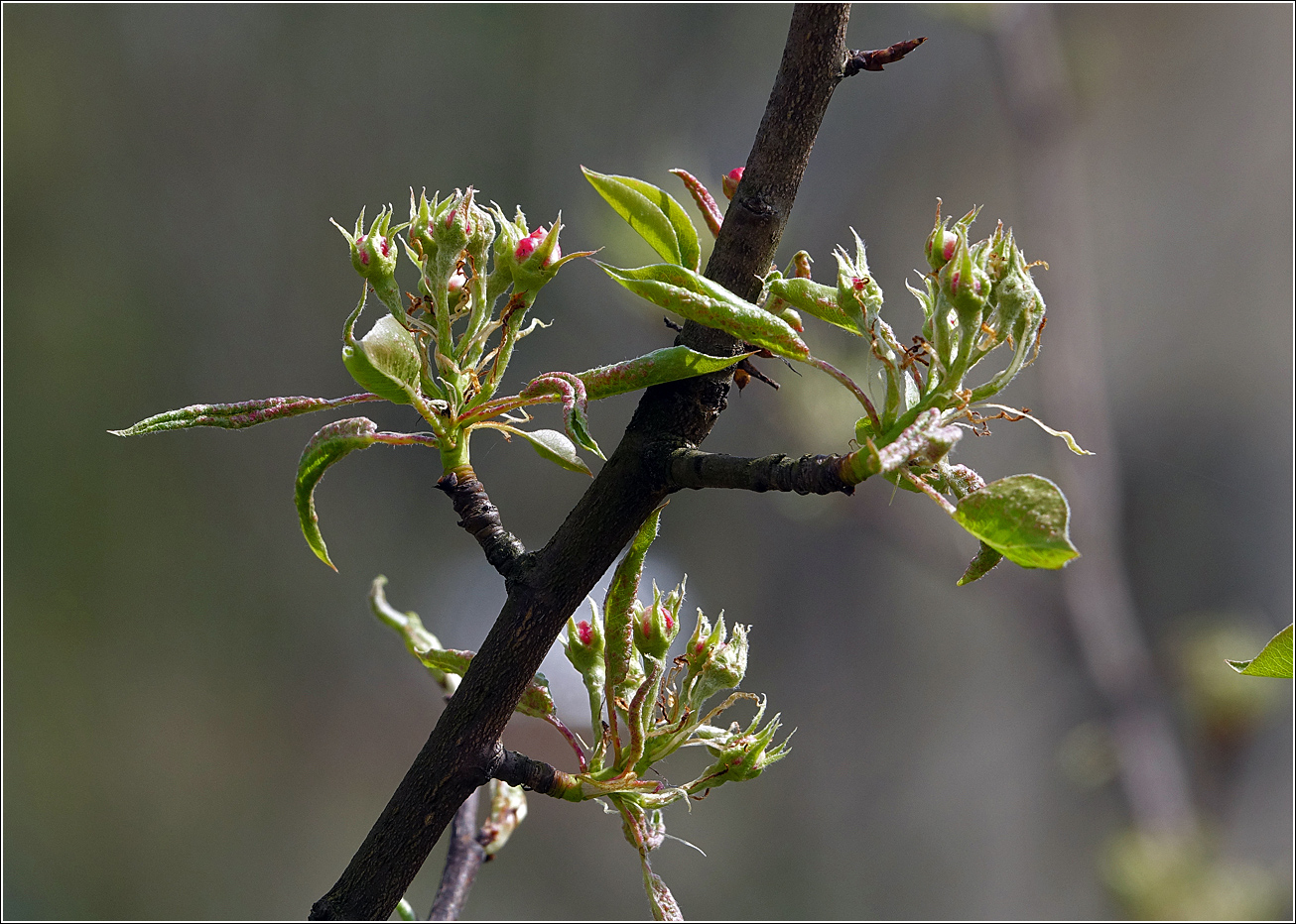 Image of Pyrus communis specimen.