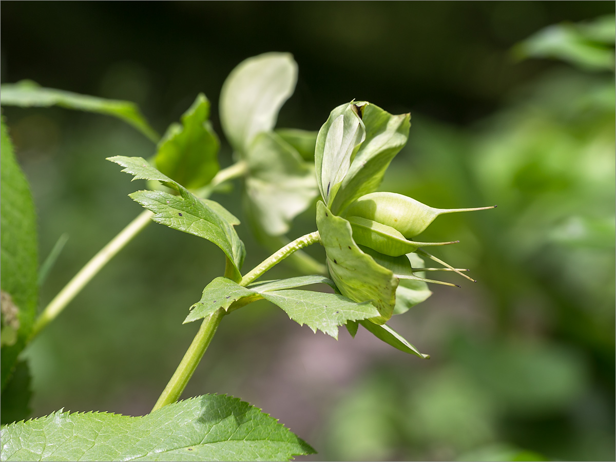 Image of Helleborus caucasicus specimen.