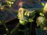Solanum nitidibaccatum
