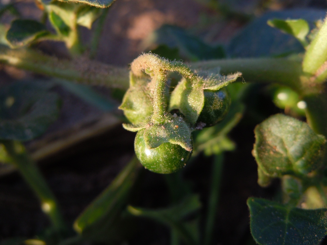 Изображение особи Solanum nitidibaccatum.