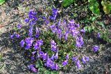 Campanula hohenackeri