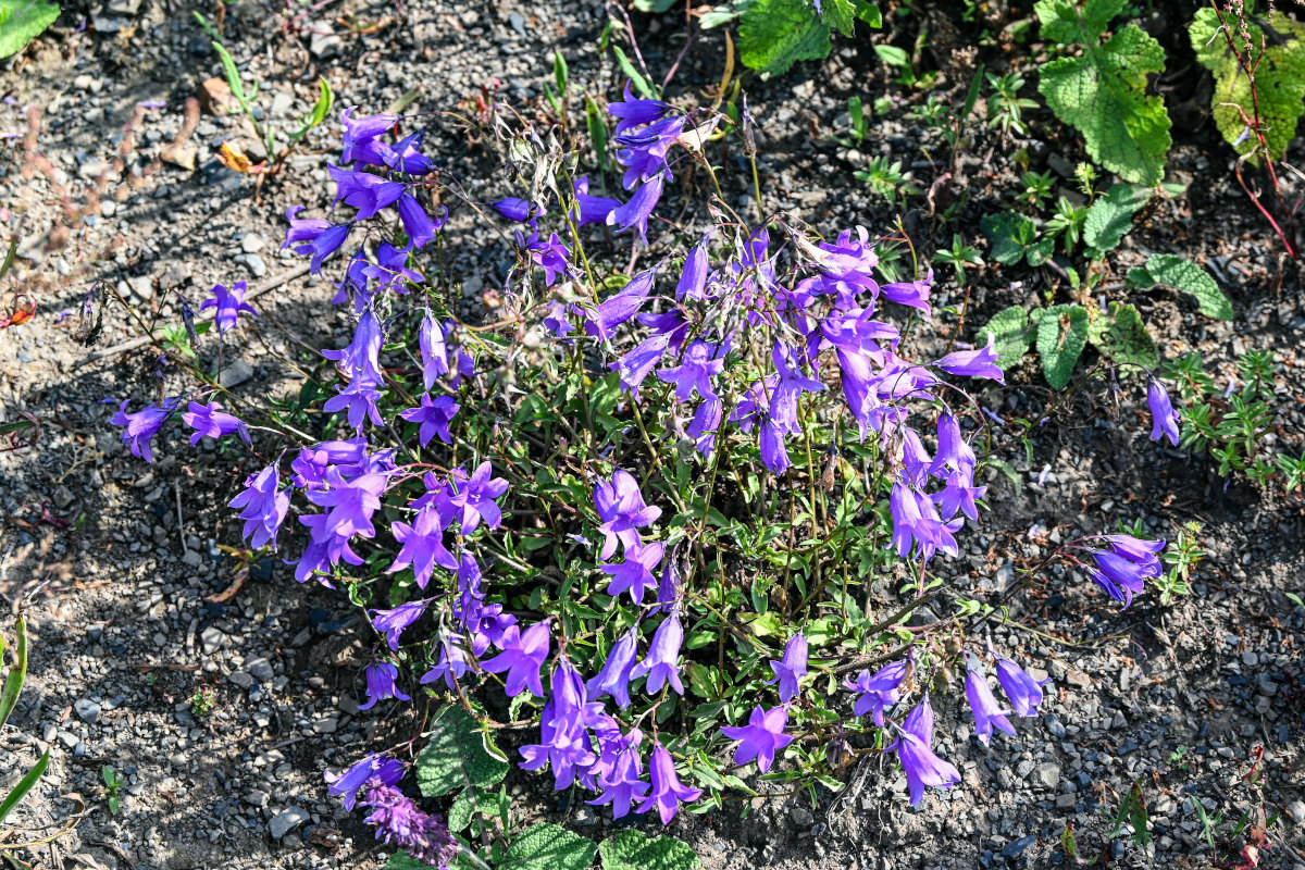 Изображение особи Campanula hohenackeri.