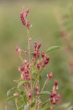 Glycyrrhiza glabra. Верхушка плодоносящего растения. Ростовская обл., Аксайский р-н, окр. хут. Александровка, степной склон. 16.07.2022.