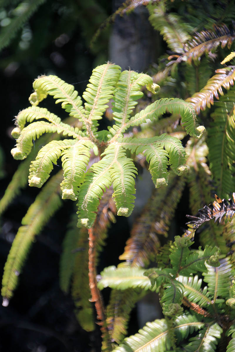 Image of familia Gleicheniaceae specimen.