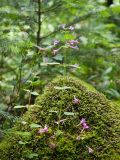 Drymosiphon grandiflorus