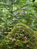 Drymosiphon grandiflorus