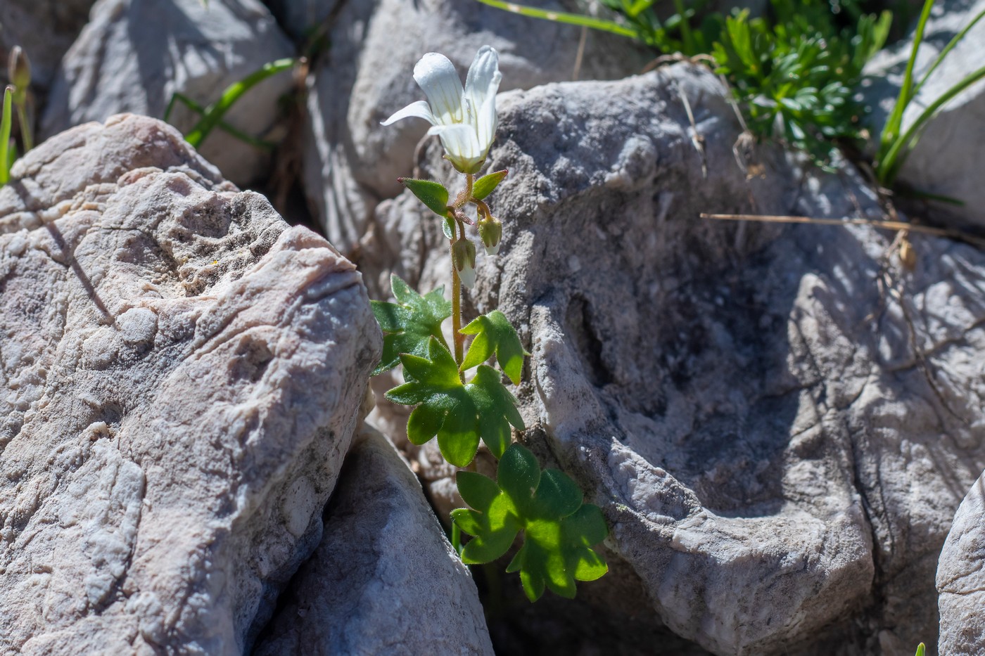 Изображение особи Saxifraga sibirica.