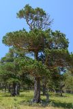 Pinus sylvestris ssp. hamata