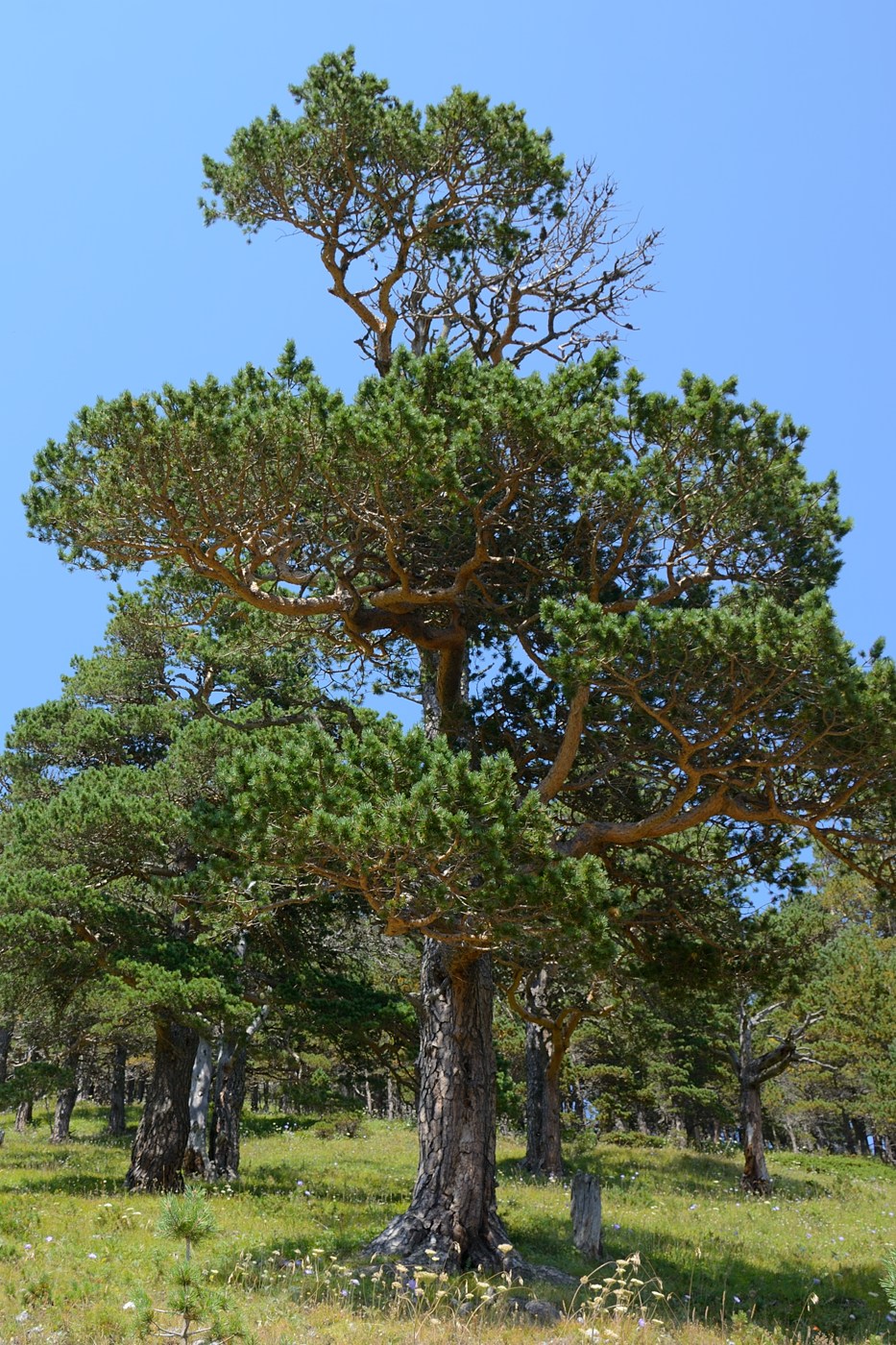 Image of Pinus sylvestris ssp. hamata specimen.