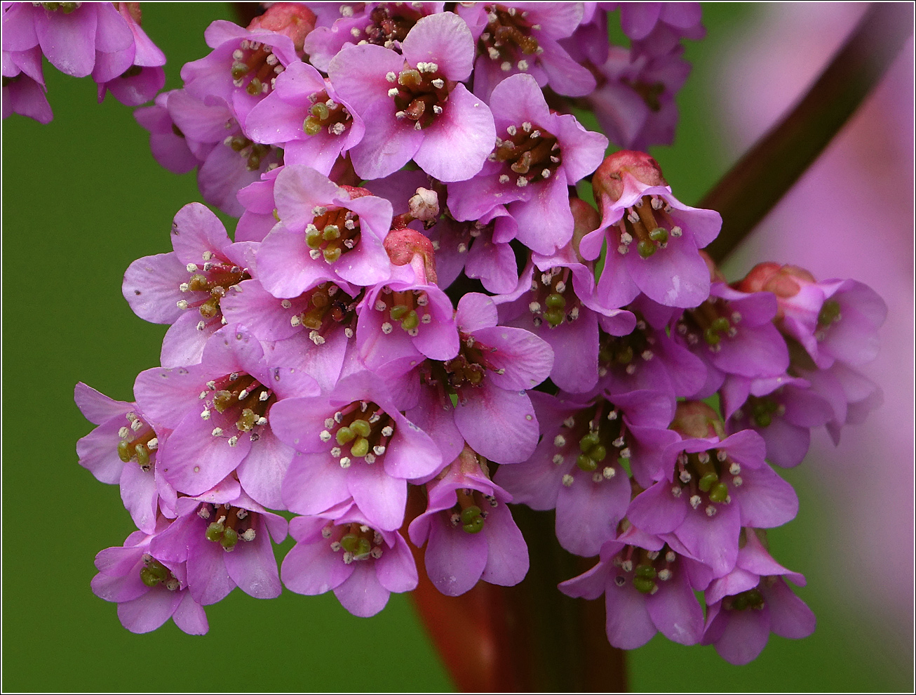 Image of Bergenia crassifolia specimen.