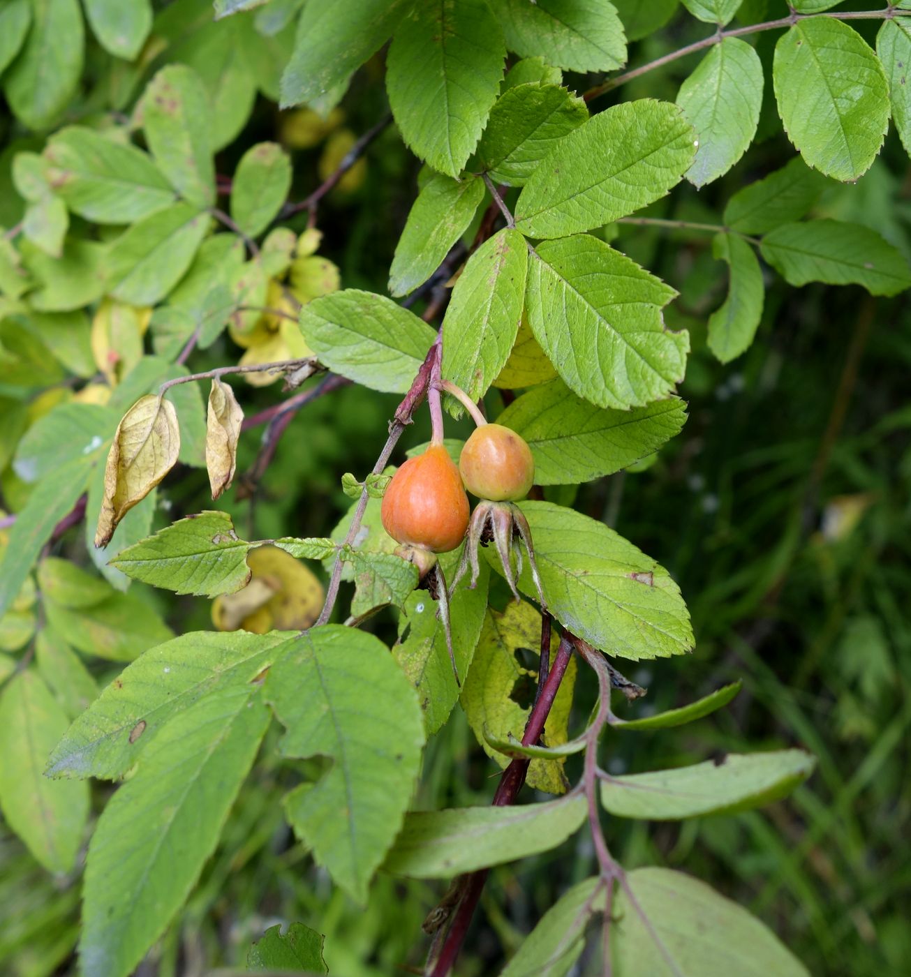 Image of Rosa amblyotis specimen.