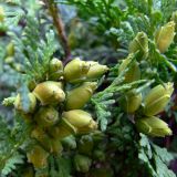 Thuja occidentalis. Шишки. Польша, Нижнесилезское воеводство, Клодзский повят, г. Душники-Здруй. 15.07.2010.