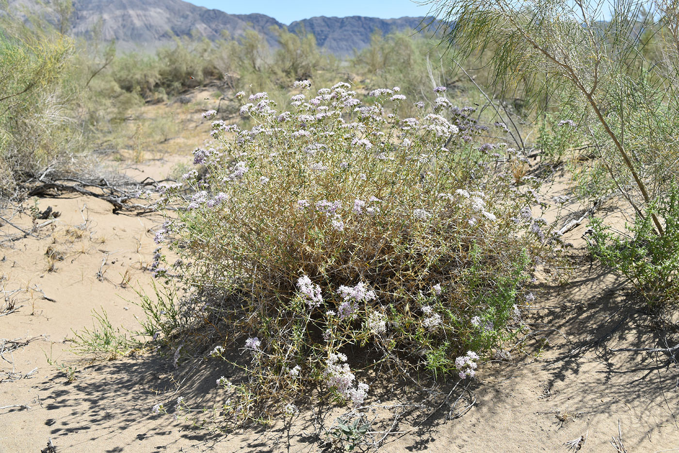 Image of Acanthophyllum pungens specimen.