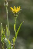 genus Tragopogon. Верхушка побега с соцветием. Ростов-на-Дону, Ботанический сад, пойменный луг. 22.10.2022.