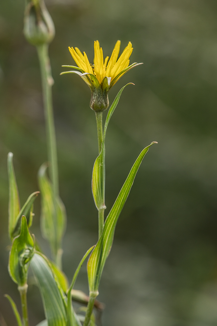 Изображение особи род Tragopogon.