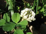 Trifolium repens. Соцветие и листья. Казахстан, г. Тараз, левый берег долины р. Ушбулак (Карасу), старые вязовые посадки. 3 ноября 2022 г.