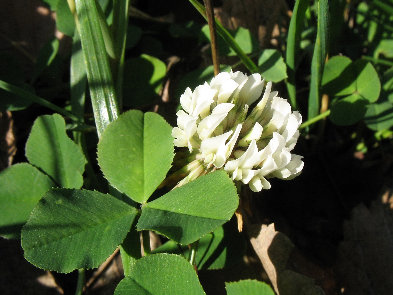 Image of Trifolium repens specimen.