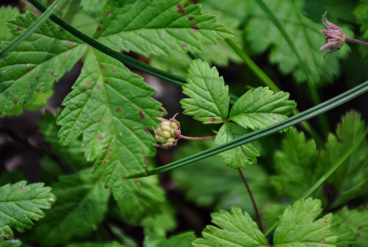 Изображение особи Rubus arcticus.