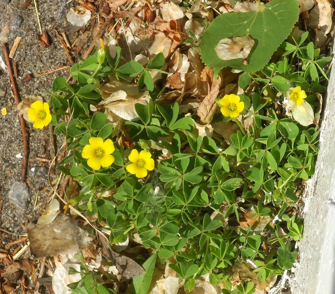 Image of Oxalis dillenii specimen.