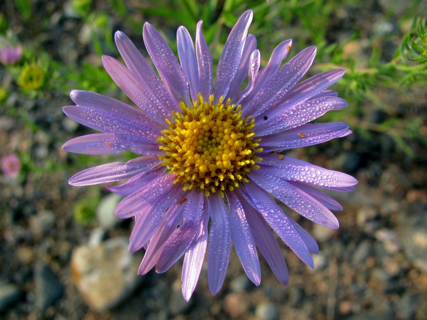 Image of Heteropappus biennis specimen.